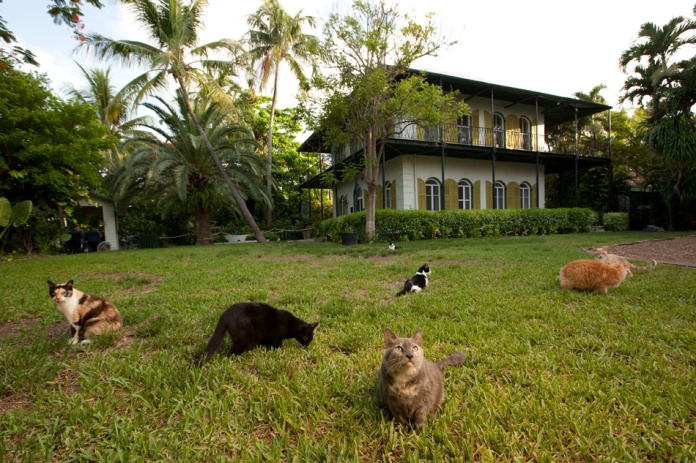 cats and hemingway house